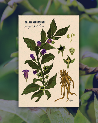 Deadly Nightshade Botanical Illustration Art Print | A3 Size | Matte Paper | 200g/m²