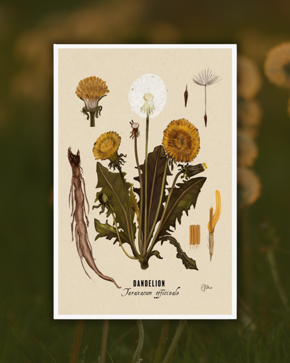 Dandelion Botanical Illustration Art Print | A3 Size | Matte Paper | 200g/m²