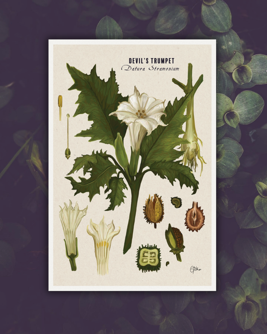 Datura Botanical Illustration Art Print | A3 Size | Matte Paper | 200g/m²