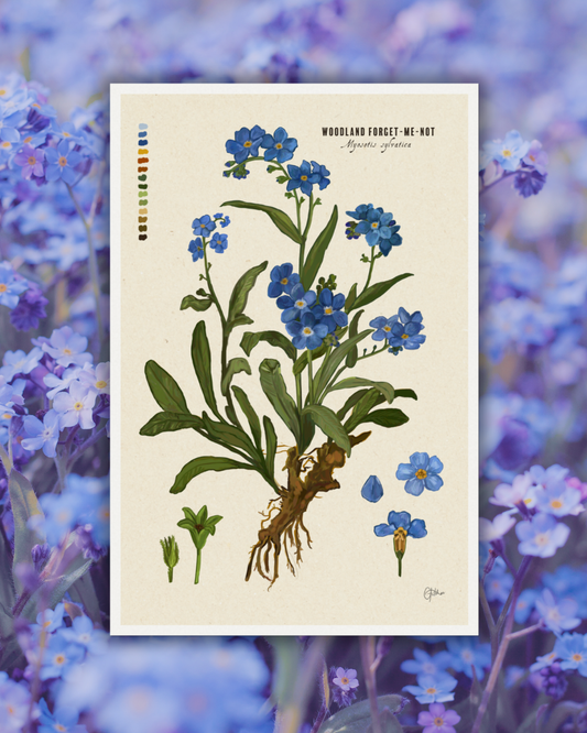 Forget-me-nots Botanical Illustration Art Print | A3 Size | Matte Paper | 200g/m²