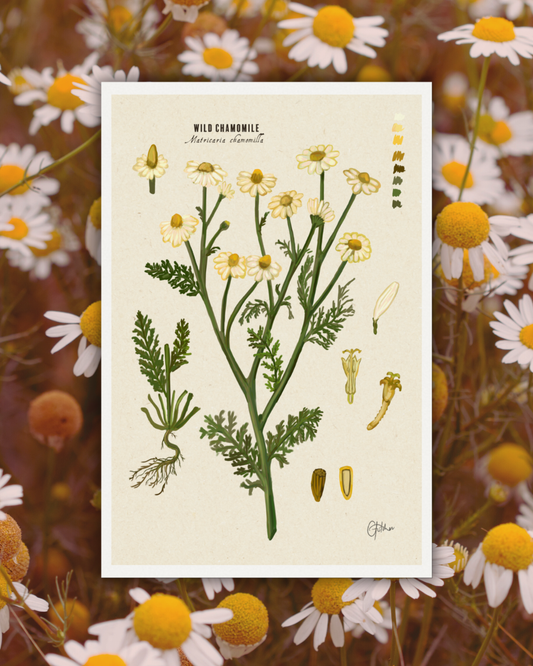 Chamomile Botanical Illustration Art Print | A3 Size | Matte Paper | 200g/m²