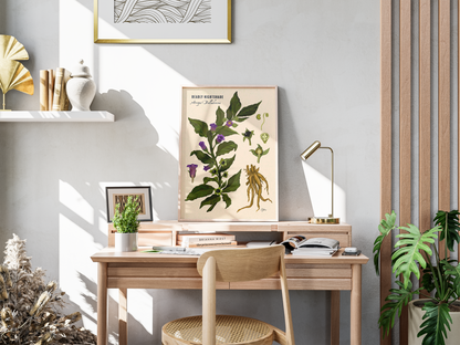 Deadly Nightshade Botanical Illustration Art Print | A3 Size | Matte Paper | 200g/m²