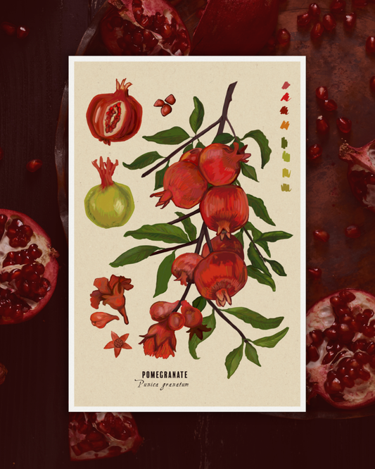 Pomegranate Botanical Illustration Art Print | A3 Size | Matte Paper | 200g/m²