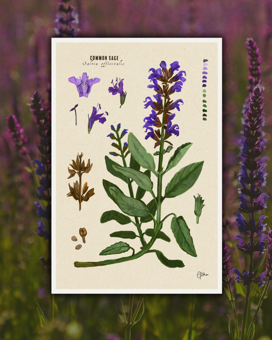 Sage Botanical Illustration Art Print | A3 Size | Matte Paper | 200g/m²