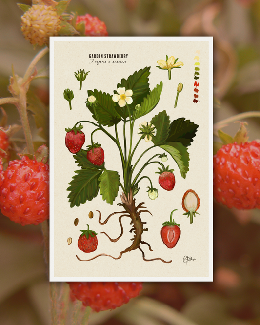 Strawberry Botanical Illustration Art Print | A3 Size | Matte Paper | 200g/m²