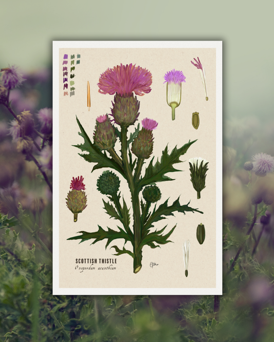 Thistle Botanical Illustration Art Print | A3 Size | Matte Paper | 200g/m²