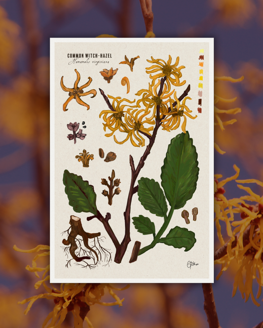 Witch-Hazel Botanical Illustration Art Print | A3 Size | Matte Paper | 200g/m²