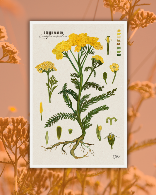 Yarrow Botanical Illustration Art Print | A3 Size | Matte Paper | 200g/m²