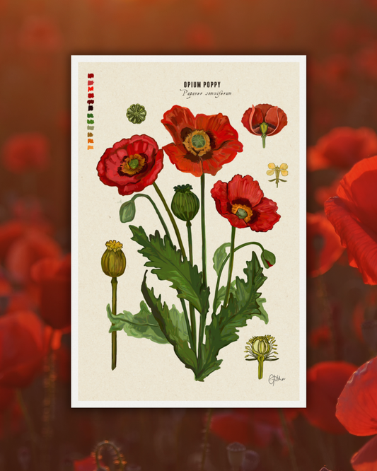Poppy Flower Botanical Illustration Art Print | A3 Size | Matte Paper | 200g/m²